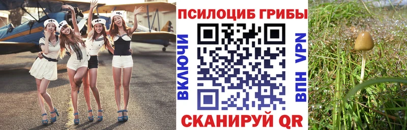 Псилоцибиновые грибы Psilocybine cubensis где купить наркоту Белово